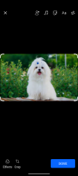 Reunited Female Dog last seen The shores, Silver Springs Shores, FL 34472