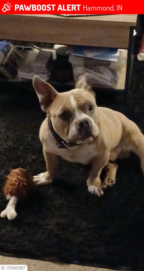 Lost Male Dog last seen Arizona Ave, Hammond, IN 46323