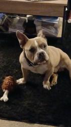 Lost Male Dog last seen Arizona Ave, Hammond, IN 46323