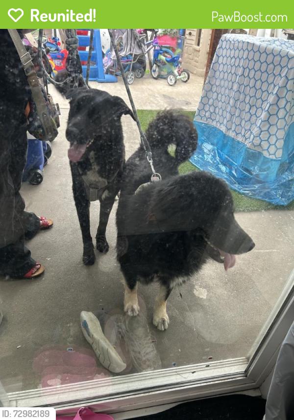 Reunited Male Dog last seen Near Birchdale Ave, Downey, CA 90242, USA, Downey, CA 90242