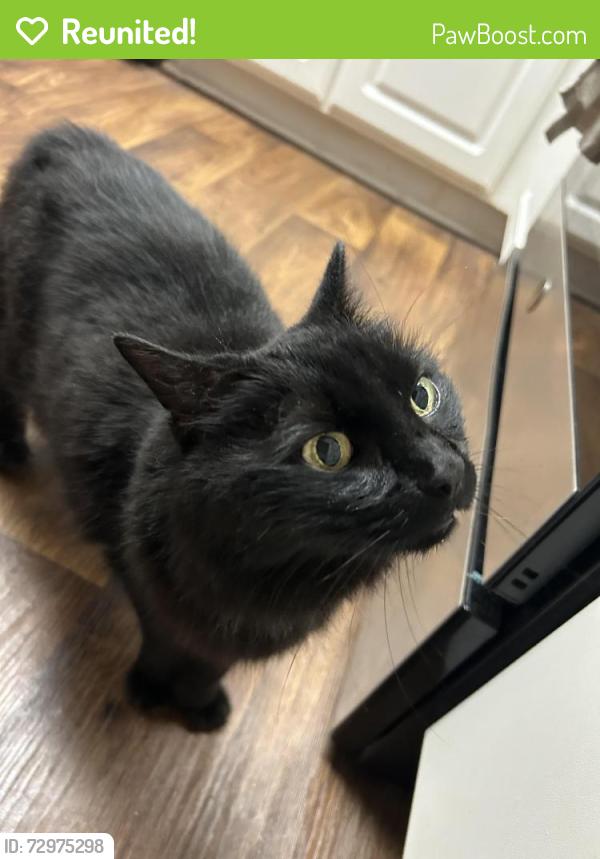 Reunited Female Cat last seen Edwards Mill Road and Nowell Road by the MAA Trinity apmts, Raleigh, NC 27607
