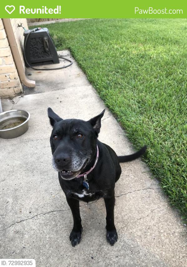 Reunited Female Dog last seen Near Ashclift Dr, Houston, TX 77082, USA, Houston, TX 77082