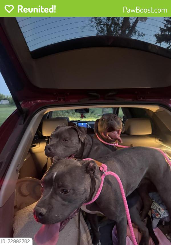 Reunited Unknown Dog last seen 88th and wadsworth , Westminster, CO 80005