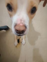 Shelter Stray Female Dog last seen W 125th Street, NEW YORK, NY, 10027, 326 E 110th St, New York, NY 10029, USA