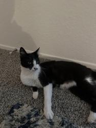 Found/Stray Unknown Cat last seen Near Austin, Irvine, CA 92604
