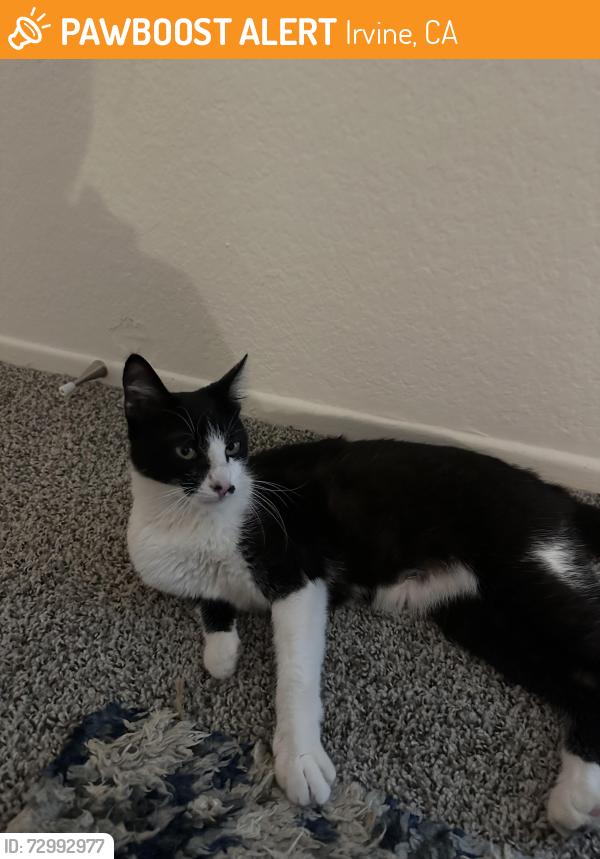 Found/Stray Unknown Cat last seen Near Austin, Irvine, CA 92604