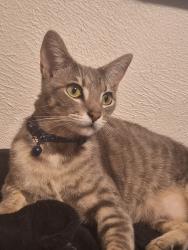 Lost Male Cat last seen Humboldt Hill & Bay veiw, Eureka, CA 95503