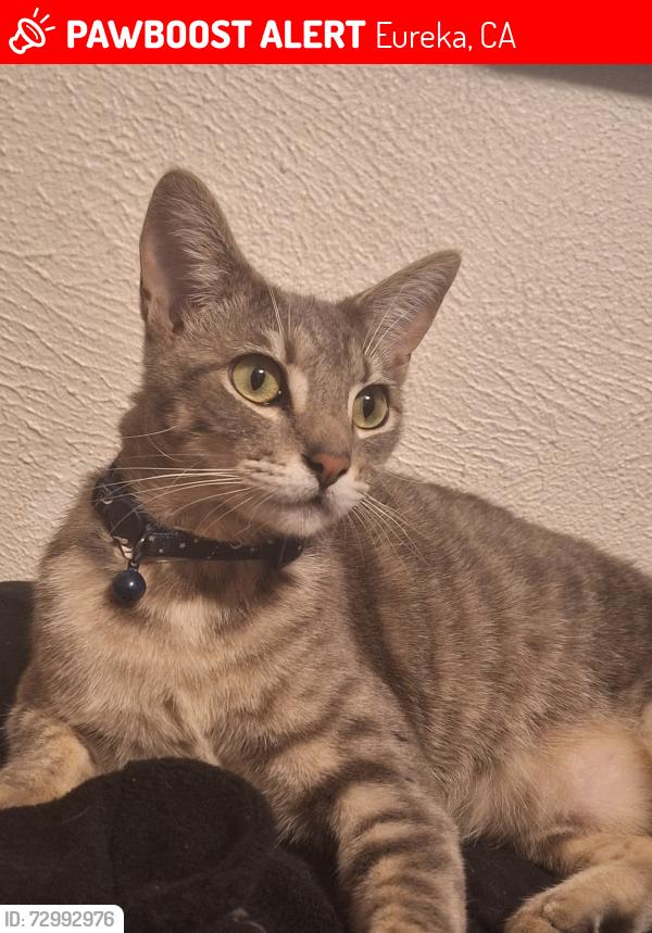 Lost Male Cat last seen Humboldt Hill & Bay veiw, Eureka, CA 95503