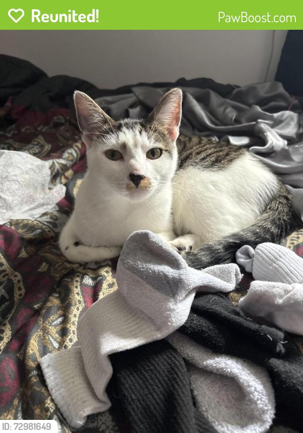 Reunited Male Cat last seen family dollar, Providence, RI 02904