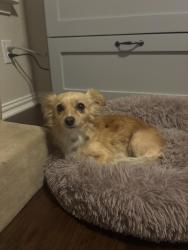 Reunited Female Dog last seen  off Santa Rita blvd and ran back into the woods between Santa Rita ranch and Moore Liberty off of 29, Liberty Hill, TX 78628
