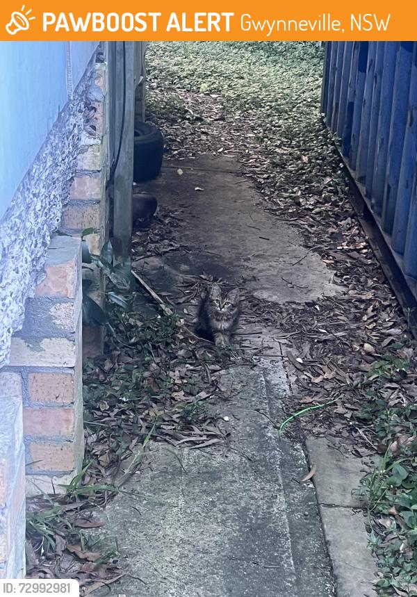Found/Stray Unknown Cat last seen University Avenue , Gwynneville, NSW 2500