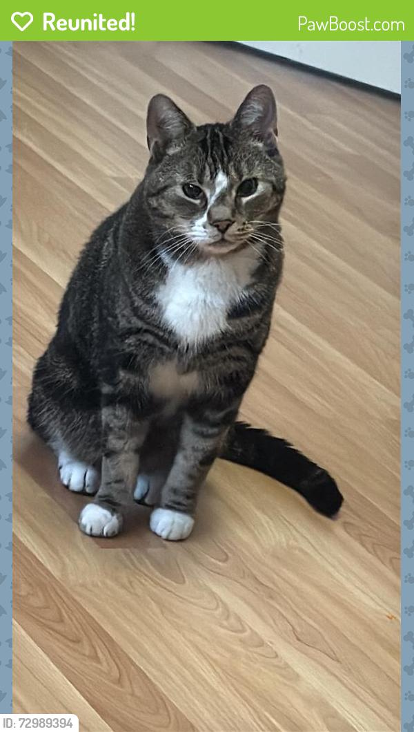 Reunited Male Cat last seen Near Micmac Rd , Red Bank 4, NB E9E 1C1