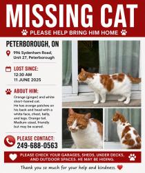 Lost Male Cat last seen He left from back side of the hse , Peterborough, ON K9J 1J7