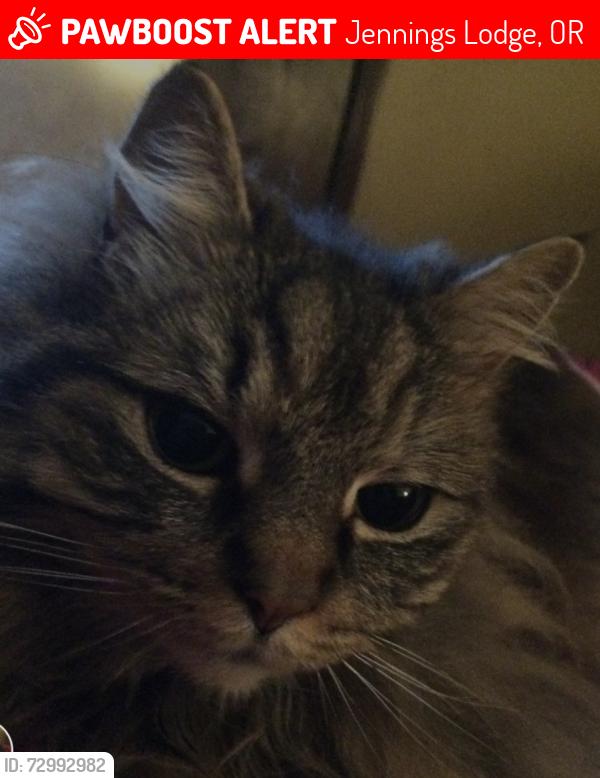 Lost Female Cat last seen Se Ina Avenue, Milwaukie Oregon, Jennings Lodge, OR 97267