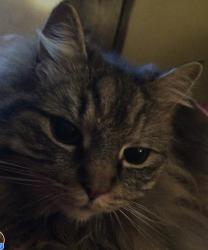 Lost Female Cat last seen Se Ina Avenue, Milwaukie Oregon, Jennings Lodge, OR 97267