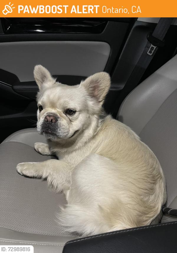 Found/Stray Male Dog last seen Allyn St & East E. street , Ontario, CA 91764
