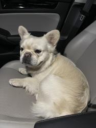 Found/Stray Male Dog last seen Allyn St & East E. street , Ontario, CA 91764