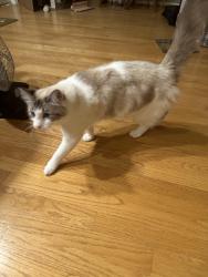 Lost Female Cat last seen Manor Way, Everett WA, Everett, WA 98203