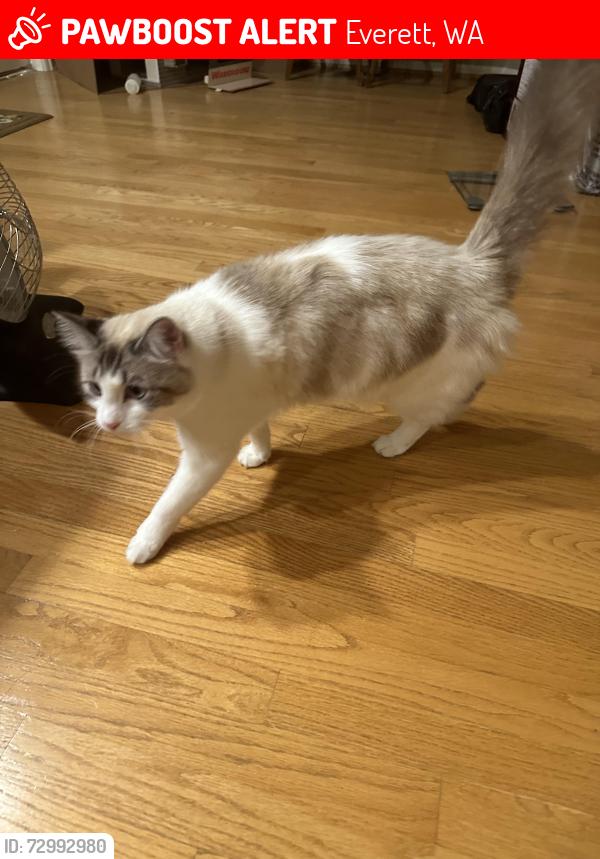 Lost Female Cat last seen Manor Way, Everett WA, Everett, WA 98203