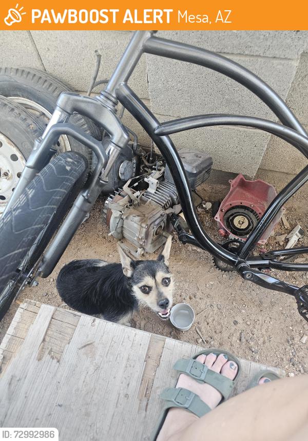 Found/Stray Unknown Dog last seen E boulder dr & n crismon rd, Mesa, AZ 85207