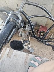 Found/Stray Unknown Dog last seen E boulder dr & n crismon rd, Mesa, AZ 85207