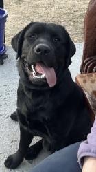 Reunited Male Dog last seen Governor Rd/Governor Place - South Hills/Lake Padden, Bellingham, WA 98229