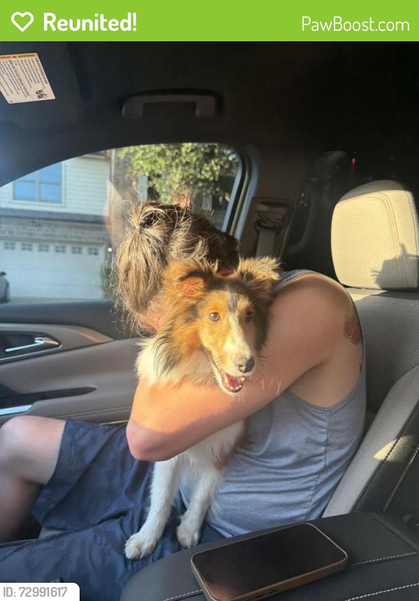 Reunited Female Dog last seen Debbie Ln and Collins, Arlington, TX 76002