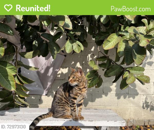 Reunited Male Cat last seen Near Marbella ave, Carson, CA 90745