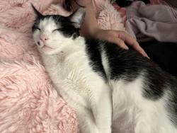 Reunited Female Cat last seen Near Golf Club Dr, Crosby, TX 77532, USA, Crosby, TX 77532