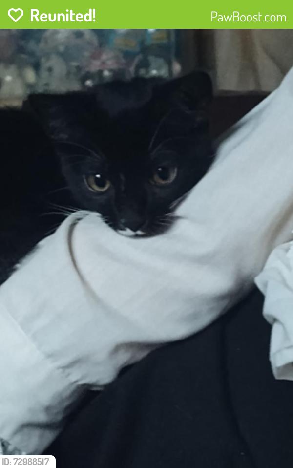 Reunited Male Cat last seen Rhodhiss rd, Connelly springs NC, Connelly Springs, NC 28612