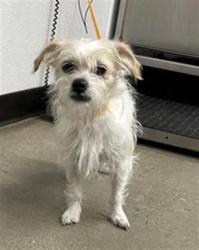 Shelter Stray Female Dog last seen Near BLOCK N BLACKSTONE AVE, FRESNO CA 93710 3506, 5277 E Airways Blvd, Fresno, CA 93727, USA