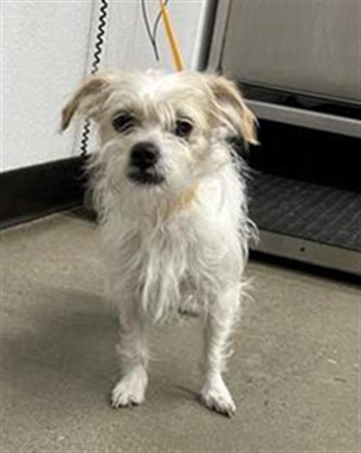 Shelter Stray Female Dog last seen Near BLOCK N BLACKSTONE AVE, FRESNO CA 93710 3506, 5277 E Airways Blvd, Fresno, CA 93727, USA