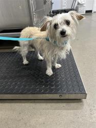 Shelter Stray Female Dog last seen Near BLOCK N BLACKSTONE AVE, FRESNO CA 93710 3506, 5277 E Airways Blvd, Fresno, CA 93727, USA