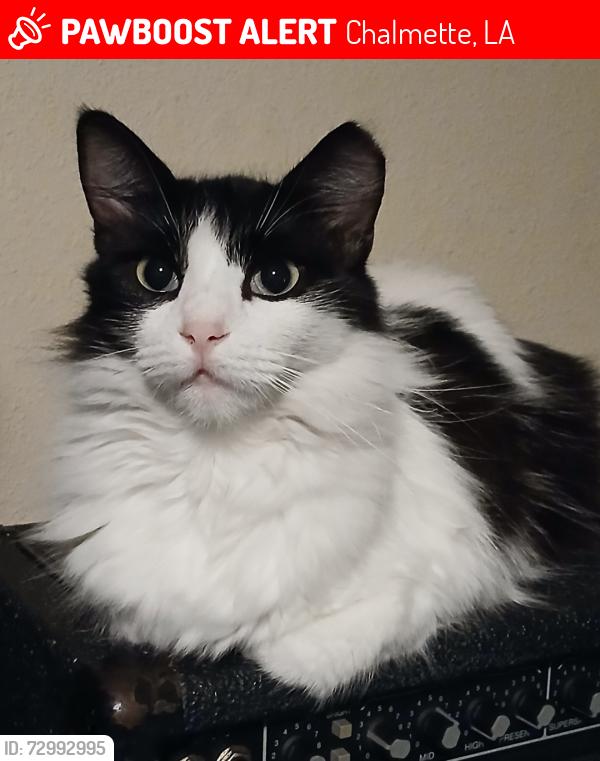 Lost Male Cat last seen Palmisano/St Bernard Hwy area, Chalmette, LA 70043