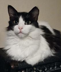 Lost Male Cat last seen Palmisano/St Bernard Hwy area, Chalmette, LA 70043