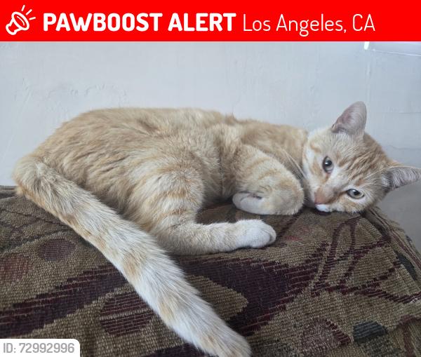 Lost Male Cat last seen 97th st and Wadsworth  , Los Angeles, CA 90002
