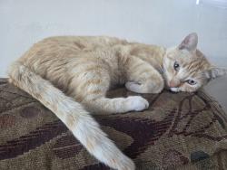 Lost Male Cat last seen 97th st and Wadsworth  , Los Angeles, CA 90002