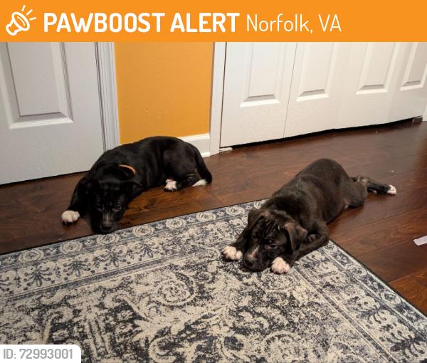 Found/Stray Unknown Dog last seen E princess anne rd, Norfolk, VA 23513