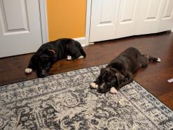 Found/Stray Unknown Dog last seen E princess anne rd, Norfolk, VA 23513