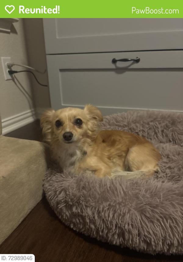 Reunited Female Dog last seen  off Santa Rita blvd and ran back into the woods between Santa Rita ranch and Moore Liberty off of 29, Liberty Hill, TX 78628