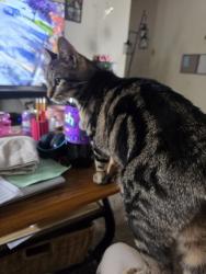 Lost Female Cat last seen 12th & Utica, Pueblo, CO 81001