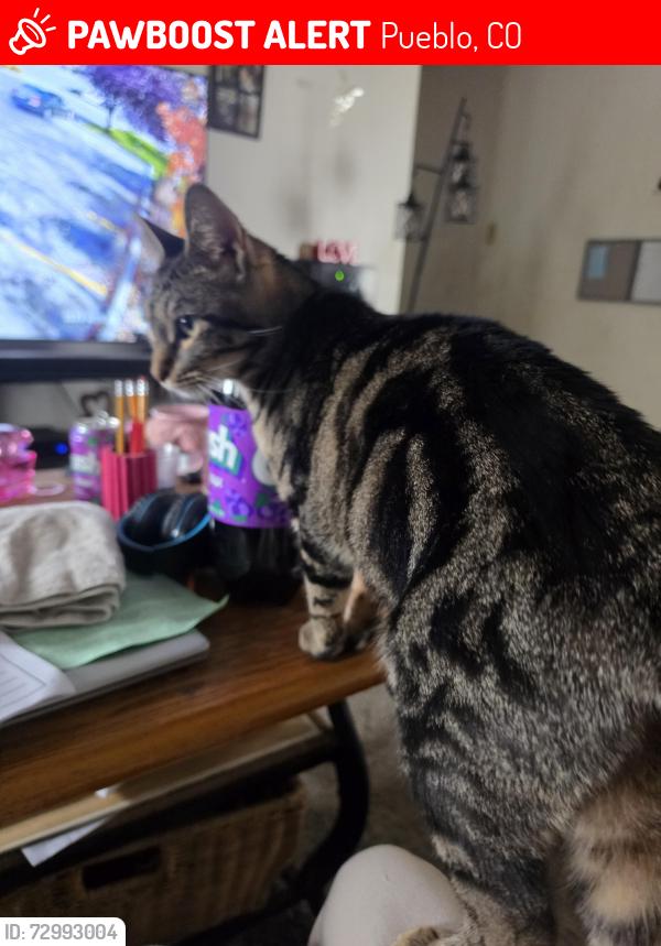 Lost Female Cat last seen 12th & Utica, Pueblo, CO 81001