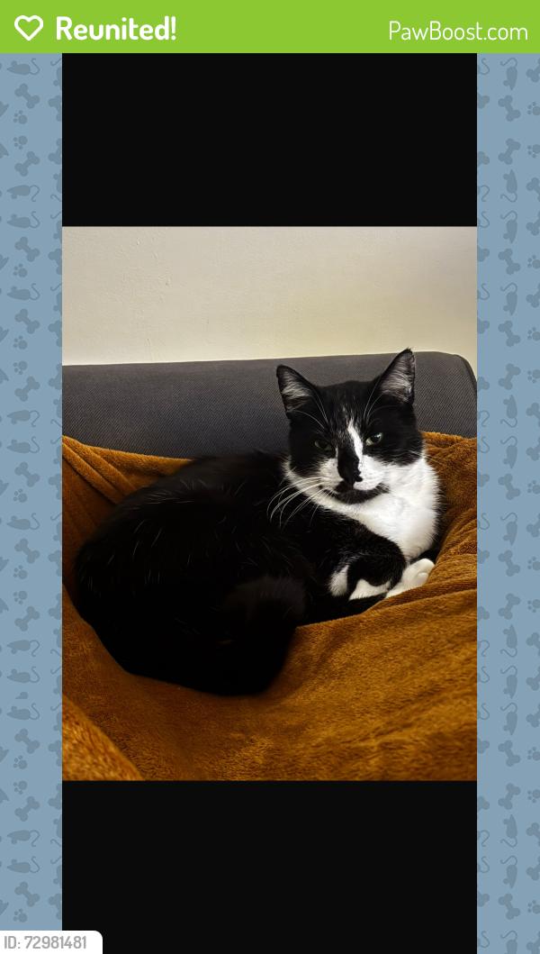 Reunited Male Cat last seen Near Anslow Ave, Beeston, Nottingham NG9 2SW, UK, Beeston, England NG9 2SW