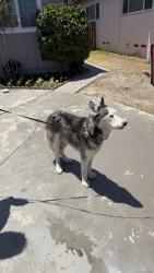 Found/Stray Male Dog last seen Crescent and Dale, Buena Park, CA 92801