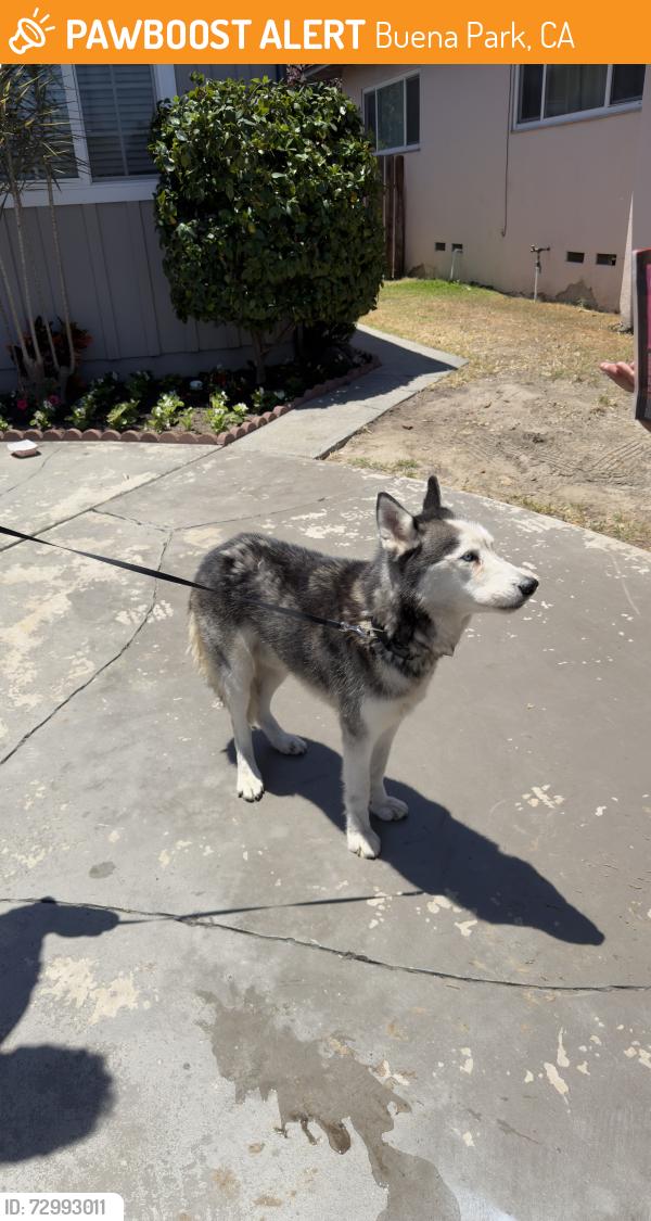 Found/Stray Male Dog last seen Crescent and Dale, Buena Park, CA 92801