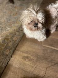 Lost Female Dog last seen Oak grove , San Angelo, TX 76904