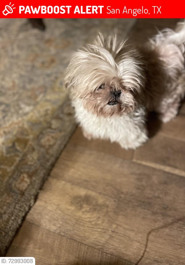 Lost Female Dog last seen Oak grove , San Angelo, TX 76904