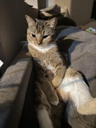 Lost Female Cat last seen Edmonds Marina beach, Edmonds, WA 98020