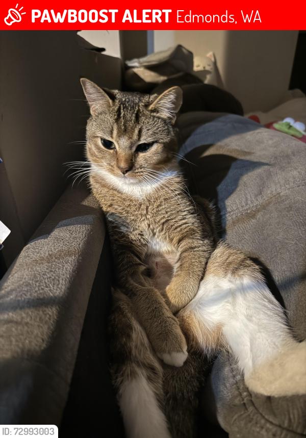 Lost Female Cat last seen Edmonds Marina beach, Edmonds, WA 98020