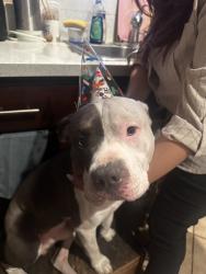 Lost Male Dog last seen Fullerton or Batson, Rowland Heights, CA 91748
